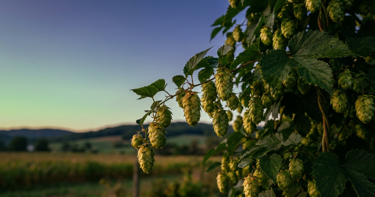 Hops cones on the vine at dusk, soft green-to-indigo gradient