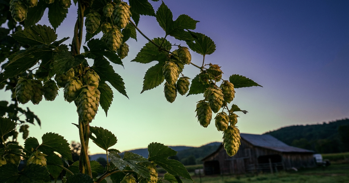 Hops cones on the vine at dusk, soft green-to-indigo gradient